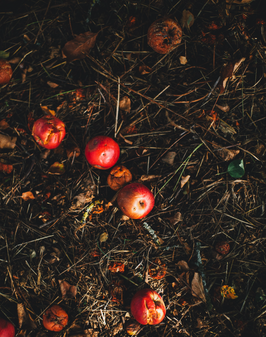 Diagram showing how compost improves drainage in clay soil