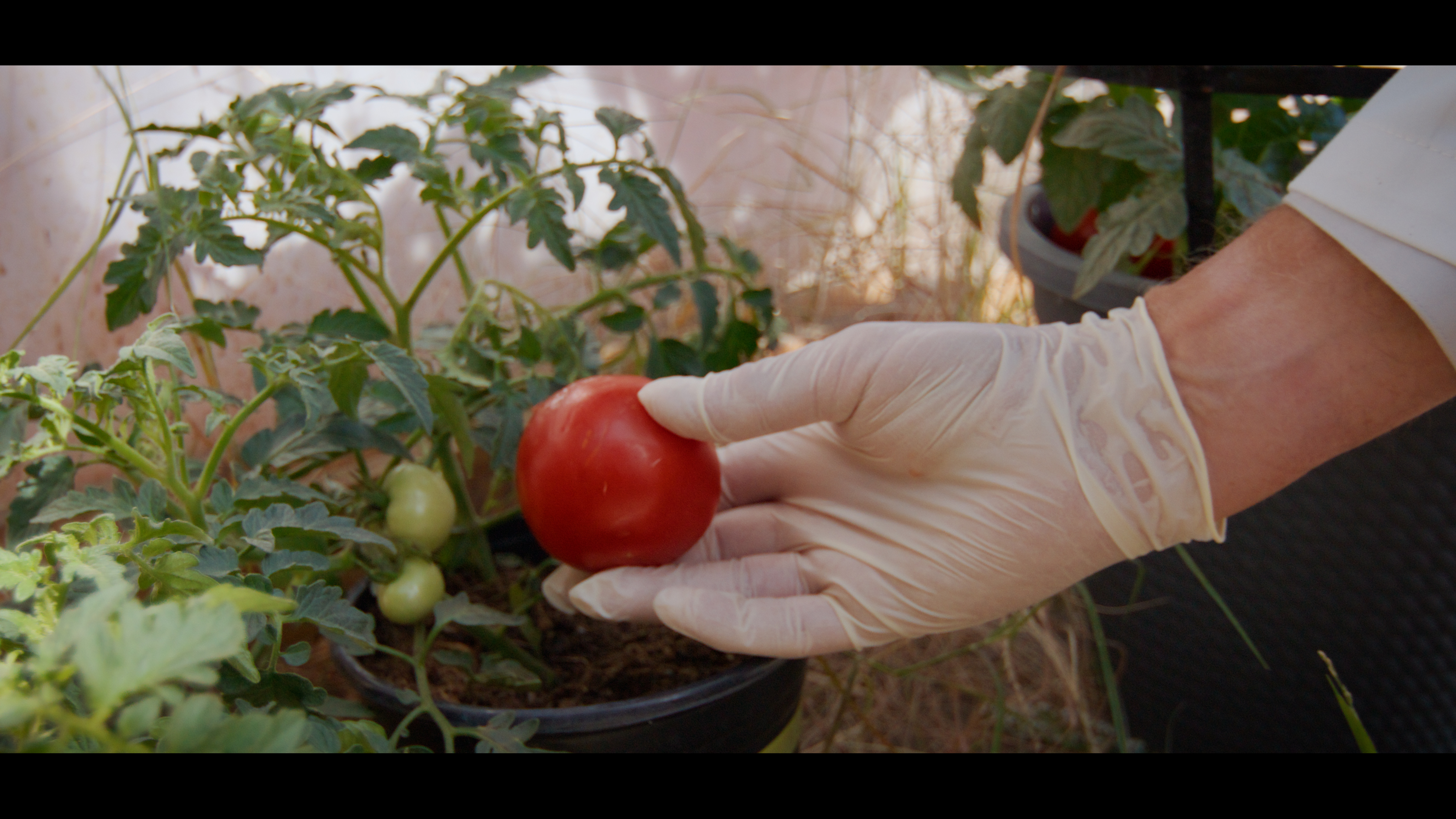 Grow tomatoes in pots and harvest safely